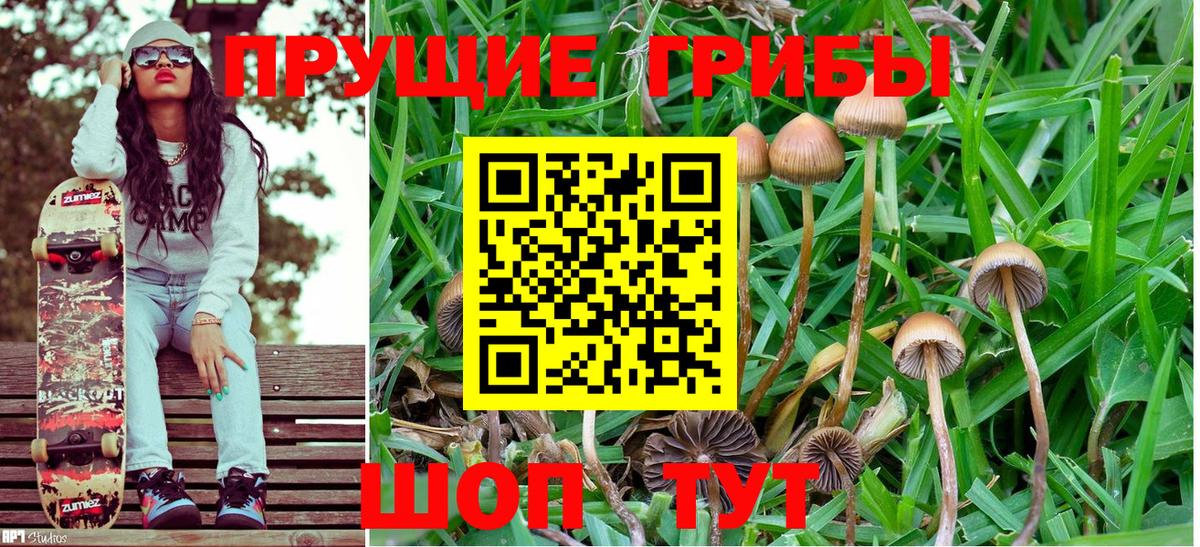 Псилоцибиновые грибы Psilocybine cubensis Таганрог